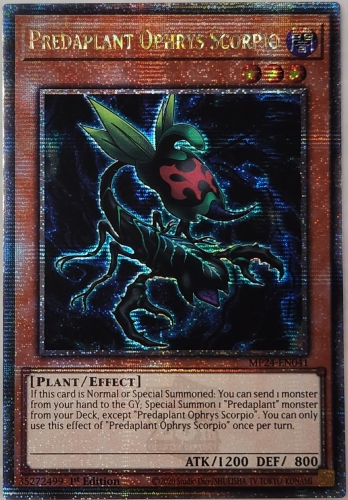 【QCSE】Predaplant Ophrys Scorpio (1st Edition)